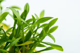 106 TC 帕夫椒草 Cryptocoryne Parva